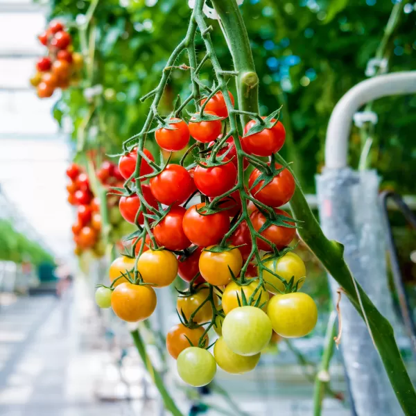 Serre avec tomates