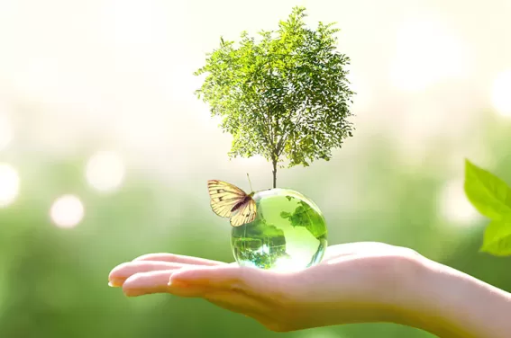 Eco origin / Green origin